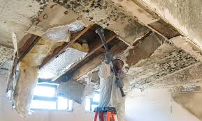 Why You Should Choose Our Mold Remediation Services in Cedar Glen West, NJ